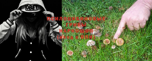 PSILOCYBIN Алзамай
